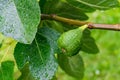Selective focus shot of a green unripe fig growing on the tree with blurred background Royalty Free Stock Photo