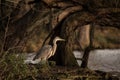 Selective focus shot of a Grey Heron bird perched on the ground next to a tree on a bank of a river Royalty Free Stock Photo