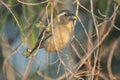 Selective focus shot of a Greyish saltator perching on the branch on nature background Royalty Free Stock Photo