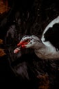 Selective focus shot of a grogeous Muscovy duck Royalty Free Stock Photo