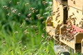 Selective focus shot of a group of bees in nature