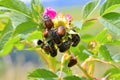 Selective focus shot of a group of bugs on a plant