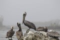 Selective focus shot of the group of pelicans resting on the shore