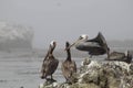 Selective focus shot of the group of pelicans resting on the shore