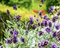 Selective focus shot of a group of purple lavender flowers in the garden with a blurred background