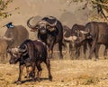 Selective focus shot of a group of water buffalo walking in a dry field