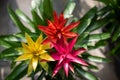 Selective focus shot of guzmania flowers