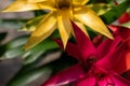 Selective focus shot of guzmania flowers
