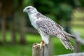 Selective focus shot of gyrfalcon perched on a wooden post