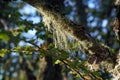 Selective focus shot of hanging moss on a tree branch in a forest Royalty Free Stock Photo