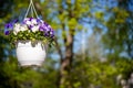 Selective focus shot of hanging potted pansies Royalty Free Stock Photo