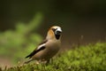 Selective focus shot of a hawfinch bird during daylight Royalty Free Stock Photo
