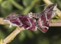 Selective focus shot of Hawk moths on a branch