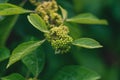 Selective focus shot of a hazel alder plant with a blurry background