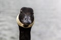 Selective focus shot of the head of a black Canada goose Royalty Free Stock Photo