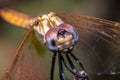 Selective focus shot of the head of a dragonfly Royalty Free Stock Photo