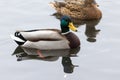 A selective focus shot of the head male mallard duck Royalty Free Stock Photo