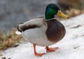 A selective focus shot of the head male mallard duck Royalty Free Stock Photo