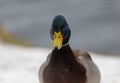 A selective focus shot of the head male mallard duck