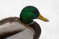 A selective focus shot of the head male mallard duck