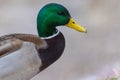 A selective focus shot of the head male mallard duck Royalty Free Stock Photo