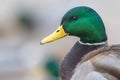 A selective focus shot of the head male mallard duck Royalty Free Stock Photo