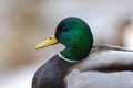 A selective focus shot of the head male mallard duck Royalty Free Stock Photo