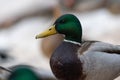 A selective focus shot of the head male mallard duck