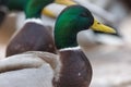 A selective focus shot of the head male mallard duck Royalty Free Stock Photo