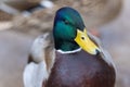 A selective focus shot of the head male mallard duck Royalty Free Stock Photo