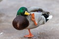 A selective focus shot of the head male mallard duck