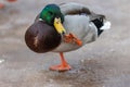 A selective focus shot of the head male mallard duck Royalty Free Stock Photo