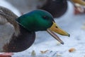 A selective focus shot of the head male mallard duck Royalty Free Stock Photo