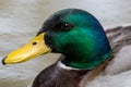 Selective focus shot of the head male mallard duck Royalty Free Stock Photo