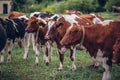 Selective focus shot of a herd of brown and white, black and white cows in a farm field