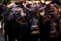 Selective focus shot of a herd of bulls on a road