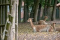 Selective focus shot of a herd of resting llama from the Osnabruck zoo in Germany Royalty Free Stock Photo