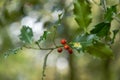 Selective focus shot of a holly bush with berries in Thornecombe Woods, Dorchester, Dorset, UK