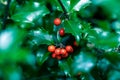 Selective focus shot of Holly fruits on a tree