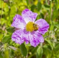 Selective focus shot of a honey bee collecting nectar on a pink flowering cistrose Royalty Free Stock Photo