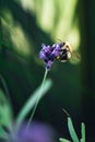 Selective focus shot of a honey bee collecting pollen from an English lavender flower Royalty Free Stock Photo