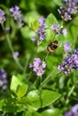 Selective focus shot of the honey bee sitting on a lavender flower Royalty Free Stock Photo