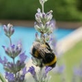 Selective focus shot of a honey bee sitting on the violet flower of lavender Royalty Free Stock Photo