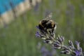 Selective focus shot of a honey bee sitting on the violet flower of lavender Royalty Free Stock Photo