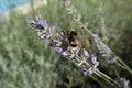 Selective focus shot of a honey bee sitting on the violet flower of lavender Royalty Free Stock Photo