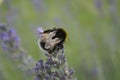 Selective focus shot of a honey bee sitting on the violet flower of lavender Royalty Free Stock Photo