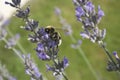 Selective focus shot of a honey bee sitting on the violet flower of lavender Royalty Free Stock Photo