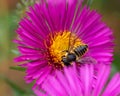 Selective focus shot of the honeybee collecting pollen Royalty Free Stock Photo