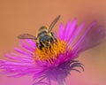 Selective focus shot of the honeybee collecting pollen Royalty Free Stock Photo