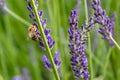 Selective focus shot of a honeybee sitting on the beautiful lavender flowers Royalty Free Stock Photo